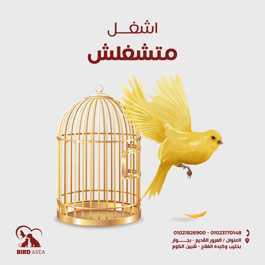 بيرد إيريا — 8
